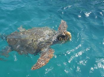 Seasafari naar schildpaddeneilandcover