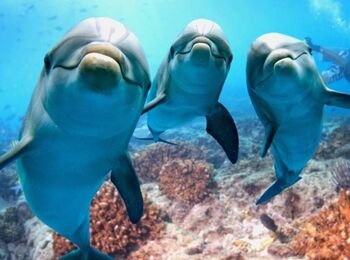 boottocht dolfijnen spotten met snorkelen & lunchcover