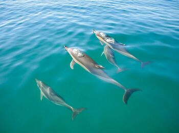 Dolphins & Benagil cavescover