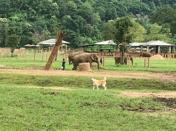 Olifantenopvang Kanchanaburicover