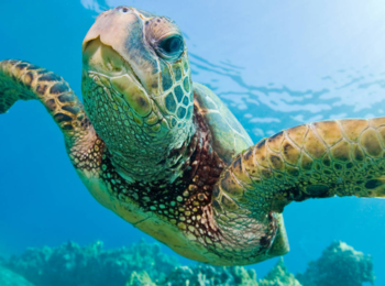 Seasafari naar schildpaddeneilandcover