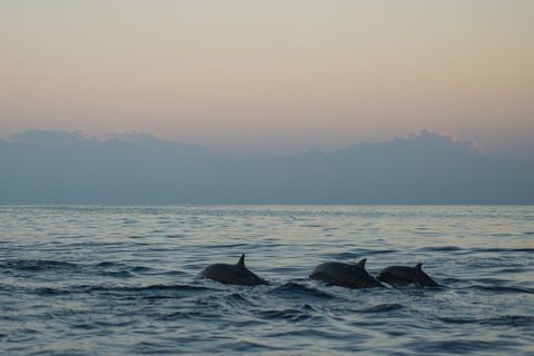 Dolfijnen spottencover