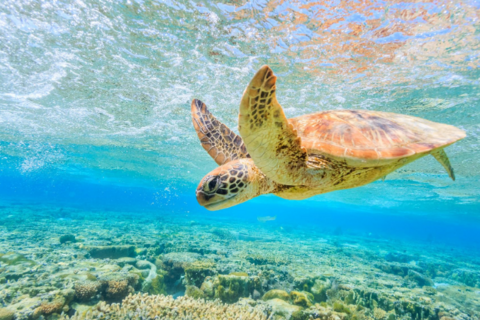 Seasafari naar schildpaddeneilandcover