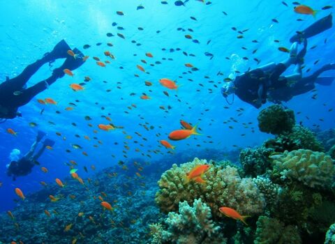 Scuba Divingcover
