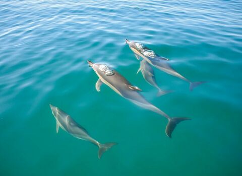 Dolphins & Benagil cavescover