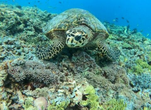 Snorkelen op Gili Islandscover